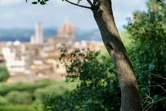 Fragranza Giglio di Firenze - Dr. Vranjes - immagine 3